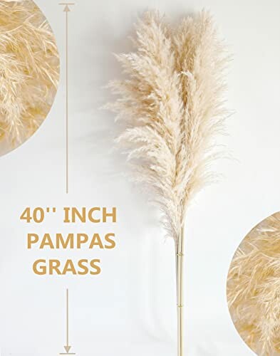 40-inch pampas grass with feathery plumes.